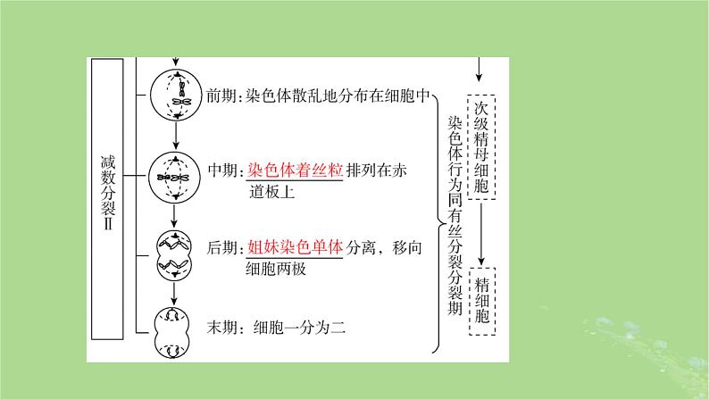 2025版高考生物一轮总复习必修1第4单元细胞的生命历程第2讲细胞的减数分裂和受精作用课件第6页