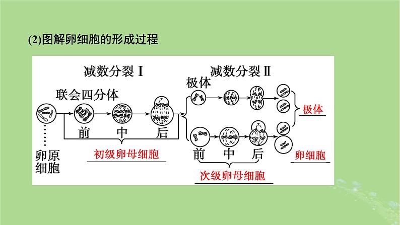 2025版高考生物一轮总复习必修1第4单元细胞的生命历程第2讲细胞的减数分裂和受精作用课件第7页