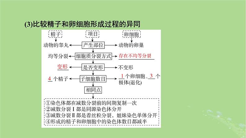 2025版高考生物一轮总复习必修1第4单元细胞的生命历程第2讲细胞的减数分裂和受精作用课件第8页