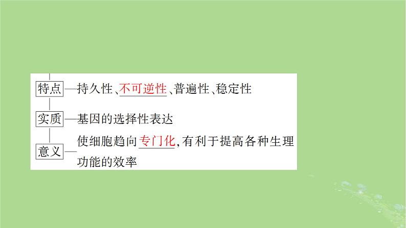 2025版高考生物一轮总复习必修1第4单元细胞的生命历程第3讲细胞的分化衰老和死亡课件第5页