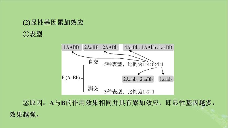 2025版高考生物一轮总复习必修2微专题5基因自由组合定律课件第5页