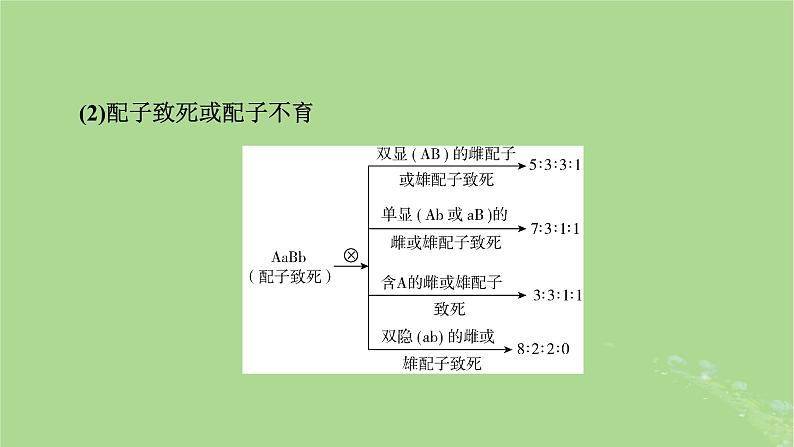 2025版高考生物一轮总复习必修2微专题5基因自由组合定律课件第7页