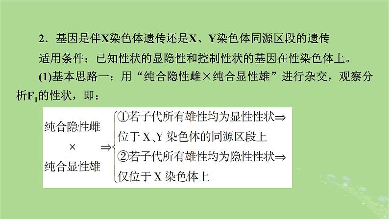 2025版高考生物一轮总复习必修2微专题6基因位置的判断课件第4页