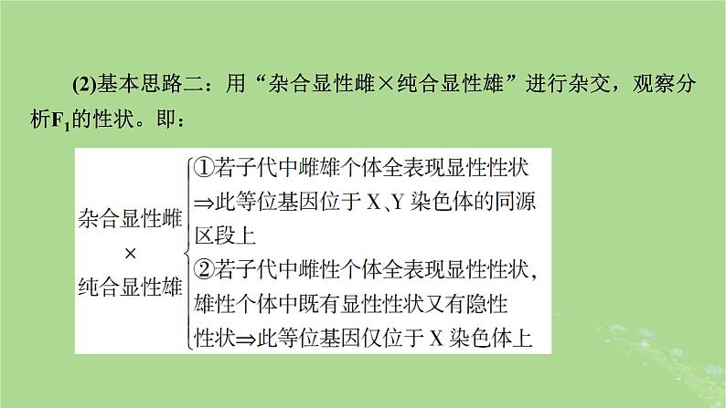 2025版高考生物一轮总复习必修2微专题6基因位置的判断课件第5页