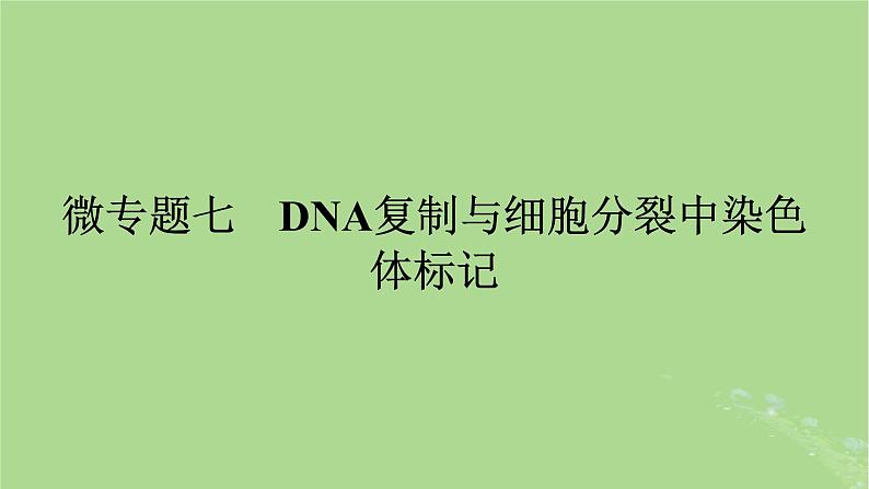 2025版高考生物一轮总复习必修2微专题7DNA复制与细胞分裂中染色体标记课件01