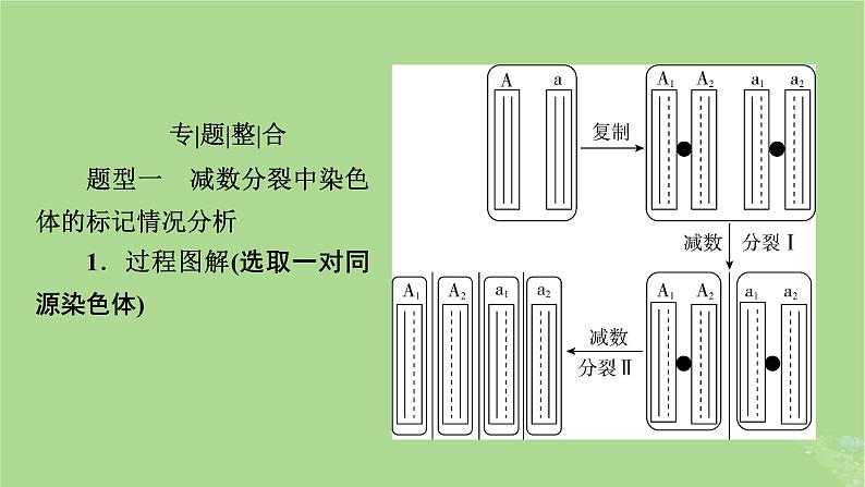 2025版高考生物一轮总复习必修2微专题7DNA复制与细胞分裂中染色体标记课件02