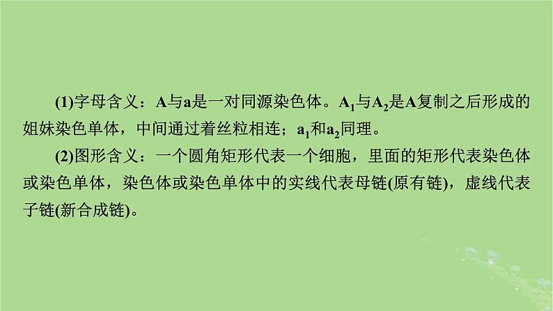 2025版高考生物一轮总复习必修2微专题7DNA复制与细胞分裂中染色体标记课件03