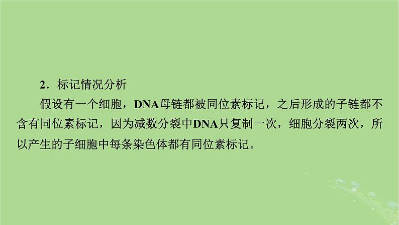 2025版高考生物一轮总复习必修2微专题7DNA复制与细胞分裂中染色体标记课件04