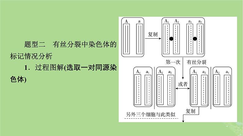 2025版高考生物一轮总复习必修2微专题7DNA复制与细胞分裂中染色体标记课件05