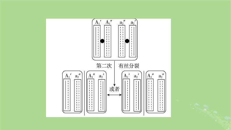 2025版高考生物一轮总复习必修2微专题7DNA复制与细胞分裂中染色体标记课件06