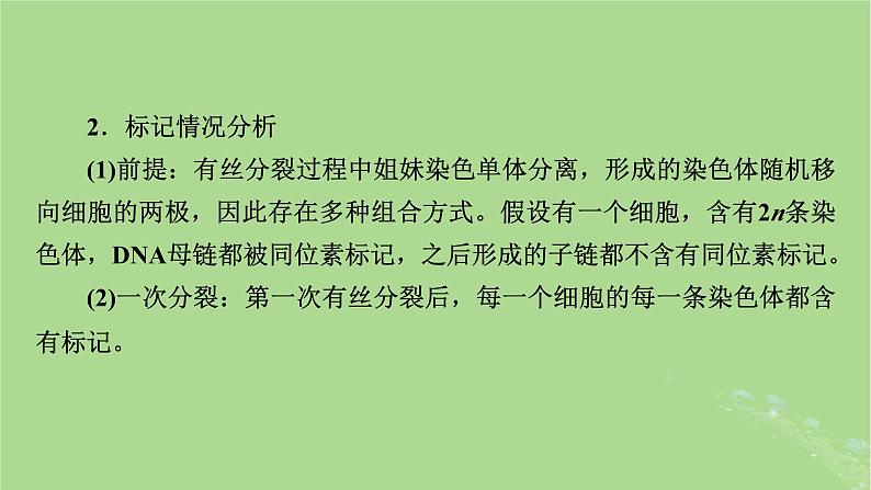 2025版高考生物一轮总复习必修2微专题7DNA复制与细胞分裂中染色体标记课件07