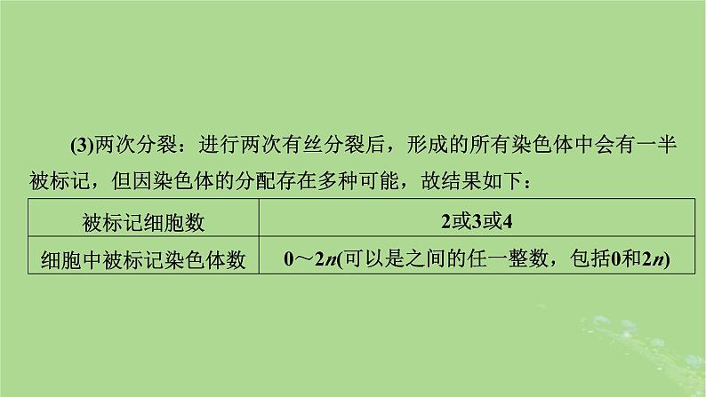 2025版高考生物一轮总复习必修2微专题7DNA复制与细胞分裂中染色体标记课件08