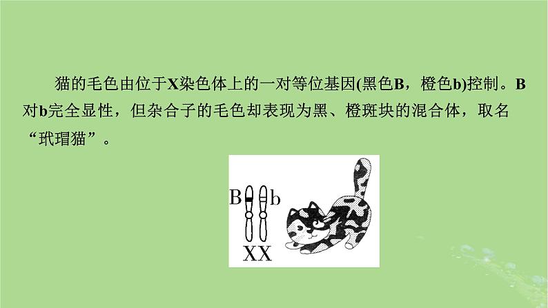 2025版高考生物一轮总复习必修2情境拓展4“剂量补偿效应”性染色体变异与电泳图谱课件第4页