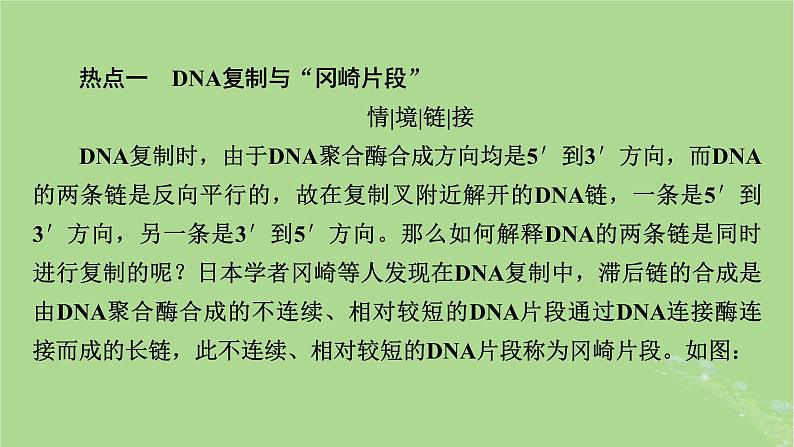 2025版高考生物一轮总复习必修2情境拓展5冈崎片段和基因表达的调控课件第2页