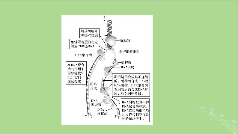 2025版高考生物一轮总复习必修2情境拓展5冈崎片段和基因表达的调控课件第3页