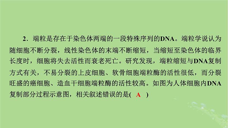 2025版高考生物一轮总复习必修2情境拓展5冈崎片段和基因表达的调控课件第7页