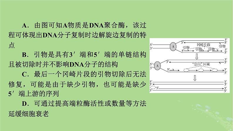 2025版高考生物一轮总复习必修2情境拓展5冈崎片段和基因表达的调控课件第8页