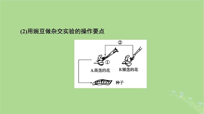 2025版高考生物一轮总复习必修2第5单元孟德尔定律和伴性遗传第1讲基因的分离定律课件05