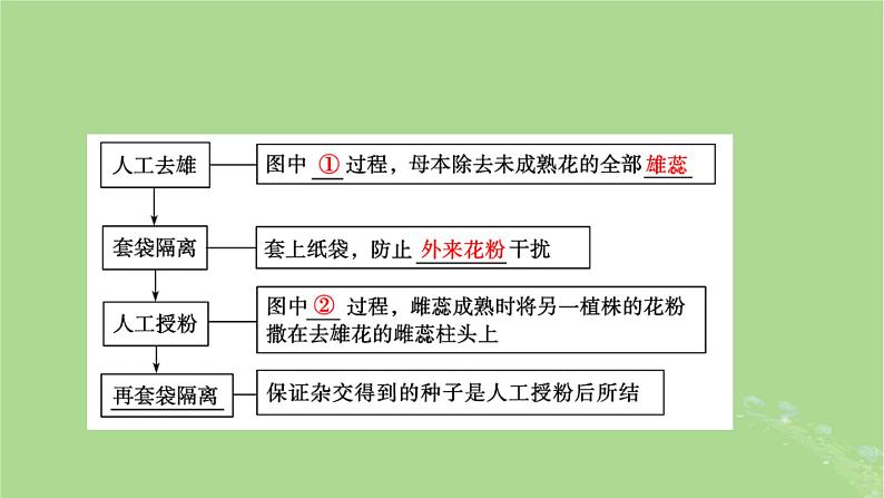 2025版高考生物一轮总复习必修2第5单元孟德尔定律和伴性遗传第1讲基因的分离定律课件06