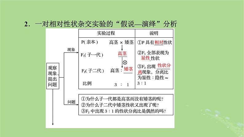 2025版高考生物一轮总复习必修2第5单元孟德尔定律和伴性遗传第1讲基因的分离定律课件07