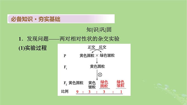 2025版高考生物一轮总复习必修2第5单元孟德尔定律和伴性遗传第2讲基因的自由组合定律课件第4页