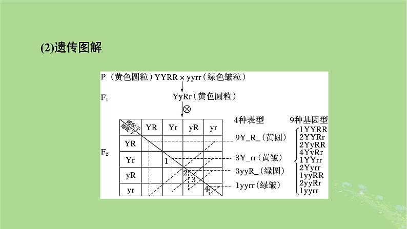 2025版高考生物一轮总复习必修2第5单元孟德尔定律和伴性遗传第2讲基因的自由组合定律课件第7页