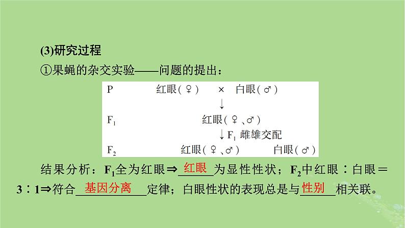 2025版高考生物一轮总复习必修2第5单元孟德尔定律和伴性遗传第3讲伴性遗传课件第7页