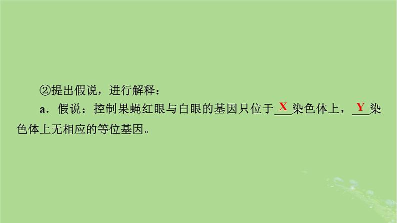 2025版高考生物一轮总复习必修2第5单元孟德尔定律和伴性遗传第3讲伴性遗传课件第8页