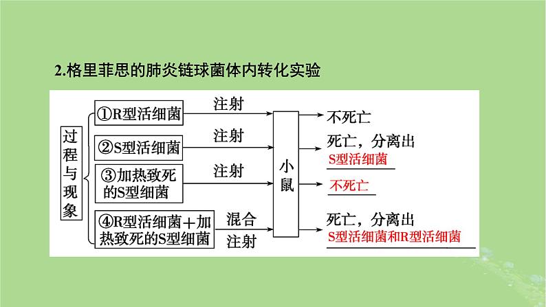 2025版高考生物一轮总复习必修2第6单元遗传的分子基础第1讲DNA是主要的遗传物质课件第5页