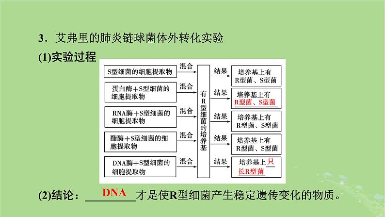 2025版高考生物一轮总复习必修2第6单元遗传的分子基础第1讲DNA是主要的遗传物质课件第7页