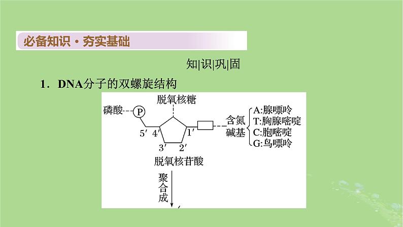 2025版高考生物一轮总复习必修2第6单元遗传的分子基础第2讲DNA分子的结构复制与基因的本质课件第4页