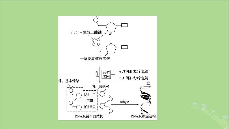 2025版高考生物一轮总复习必修2第6单元遗传的分子基础第2讲DNA分子的结构复制与基因的本质课件第5页