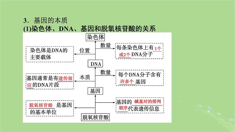 2025版高考生物一轮总复习必修2第6单元遗传的分子基础第2讲DNA分子的结构复制与基因的本质课件第8页