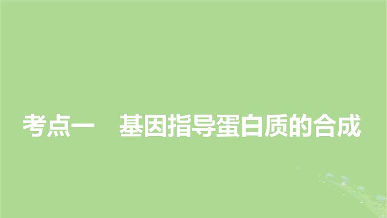 2025版高考生物一轮总复习必修2第6单元遗传的分子基础第3讲基因的表达课件第3页