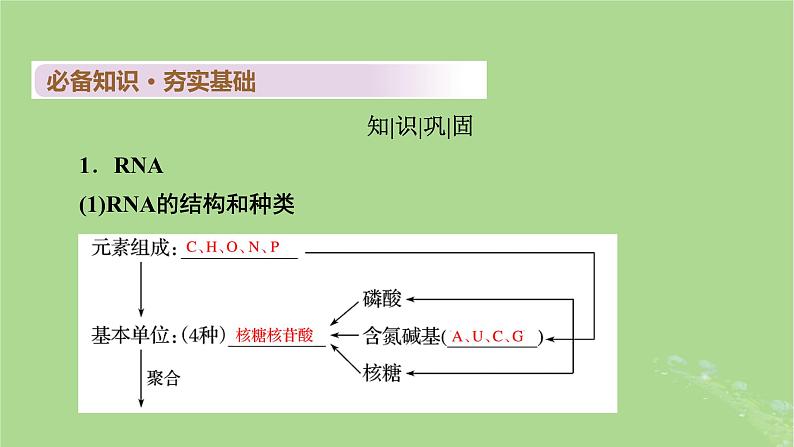 2025版高考生物一轮总复习必修2第6单元遗传的分子基础第3讲基因的表达课件第4页