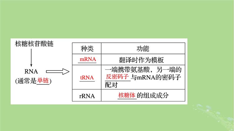 2025版高考生物一轮总复习必修2第6单元遗传的分子基础第3讲基因的表达课件第5页