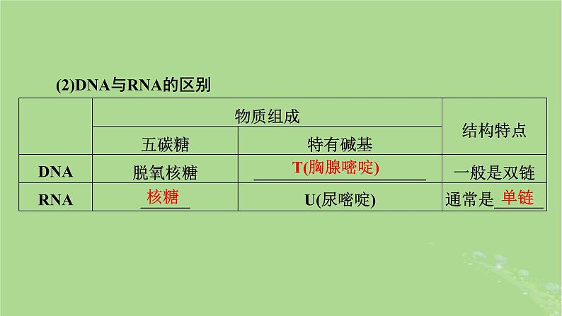 2025版高考生物一轮总复习必修2第6单元遗传的分子基础第3讲基因的表达课件第6页