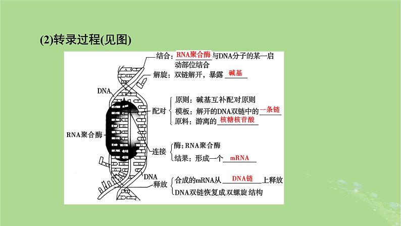 2025版高考生物一轮总复习必修2第6单元遗传的分子基础第3讲基因的表达课件第8页