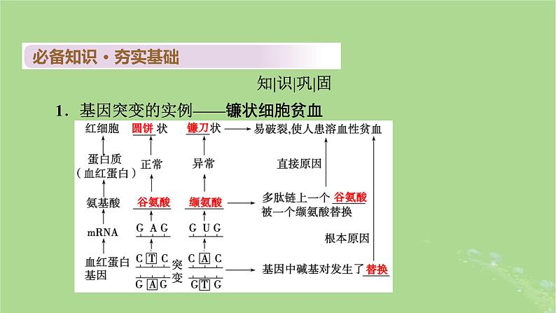 2025版高考生物一轮总复习必修2第7单元生物的变异育种与进化第1讲基因突变和基因重组课件第4页