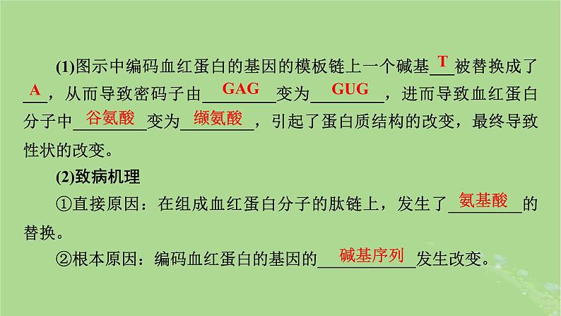 2025版高考生物一轮总复习必修2第7单元生物的变异育种与进化第1讲基因突变和基因重组课件第5页