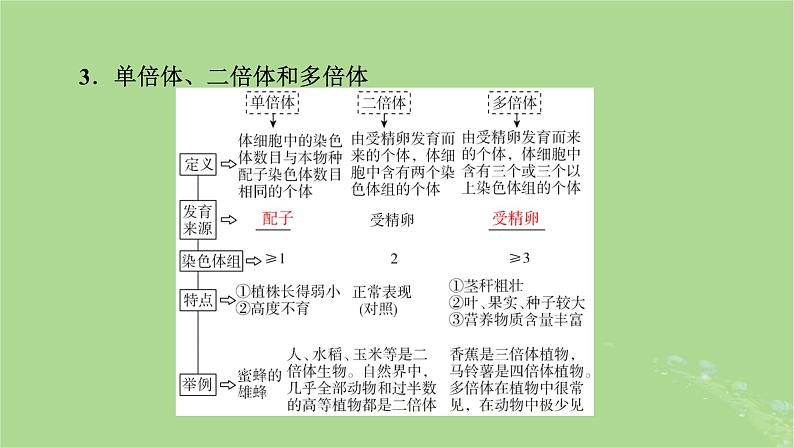 2025版高考生物一轮总复习必修2第7单元生物的变异育种与进化第2讲染色体变异及其应用课件第8页