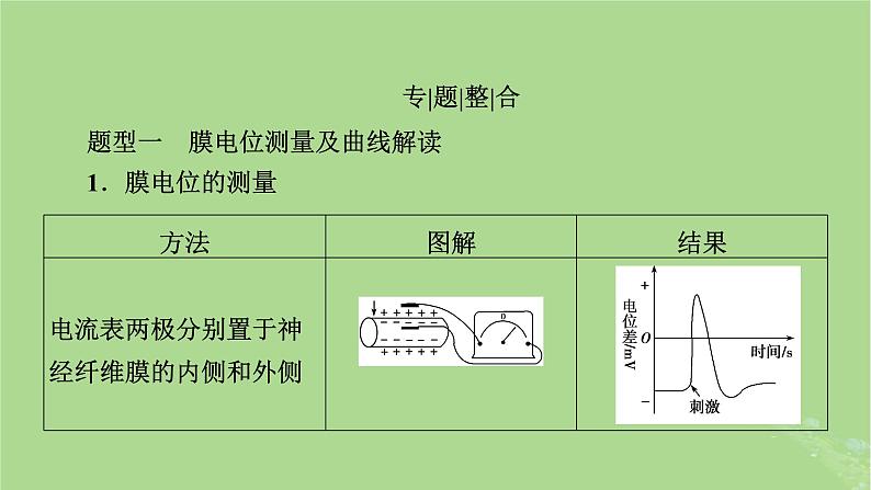 2025版高考生物一轮总复习选择性必修1微专题9膜电位的测量及电流表指针偏转问题课件第2页