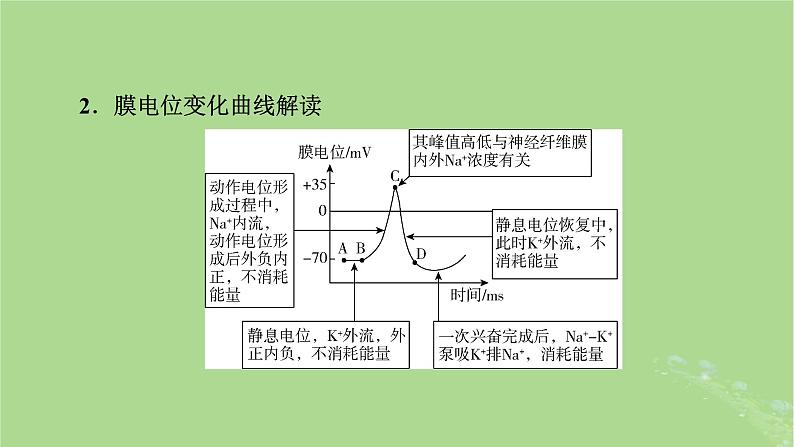 2025版高考生物一轮总复习选择性必修1微专题9膜电位的测量及电流表指针偏转问题课件第4页