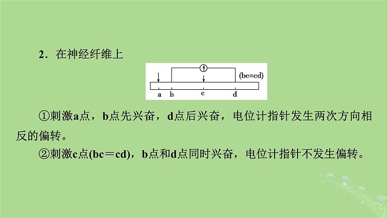 2025版高考生物一轮总复习选择性必修1微专题9膜电位的测量及电流表指针偏转问题课件第7页