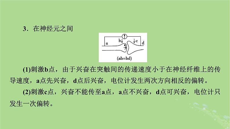 2025版高考生物一轮总复习选择性必修1微专题9膜电位的测量及电流表指针偏转问题课件第8页