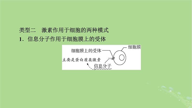 2025版高考生物一轮总复习选择性必修1微专题10生命活动调节方式的判断与分析课件第8页