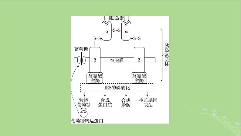 2025版高考生物一轮总复习选择性必修1情境拓展6胰岛素抵抗疫苗与癌症的免疫疗法课件第3页