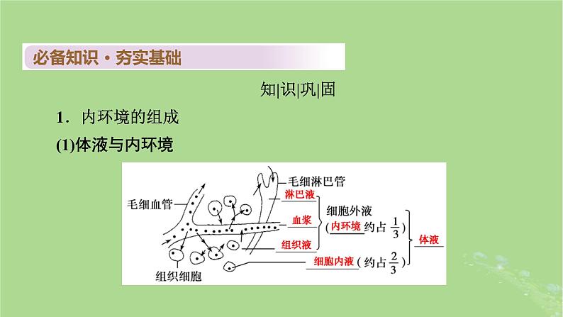 2025版高考生物一轮总复习选择性必修1第8单元稳态与调节第1讲人体的内环境与稳态课件第5页