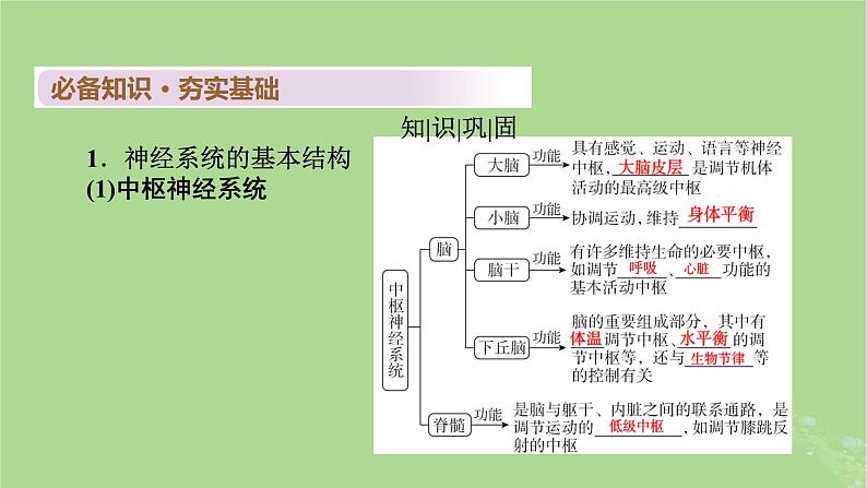 2025版高考生物一轮总复习选择性必修1第8单元稳态与调节第2讲神经调节的结构基础和基本方式课件第4页