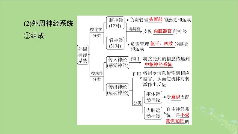 2025版高考生物一轮总复习选择性必修1第8单元稳态与调节第2讲神经调节的结构基础和基本方式课件第5页